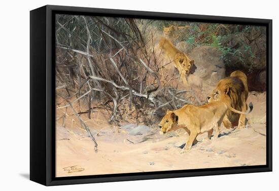 A Pride of Lions on the Prowl (Oil on Canvas)-Wilhelm Kuhnert-Framed Premier Image Canvas