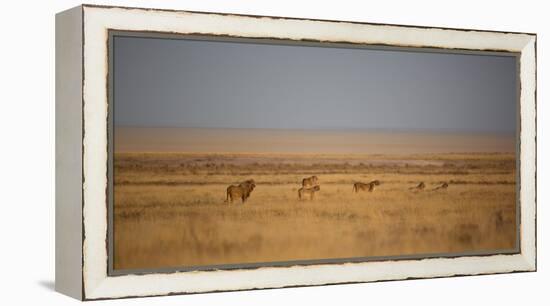 A Pride of Lions, Panthera Leo, Look Out over the Open Savanna-Alex Saberi-Framed Premier Image Canvas