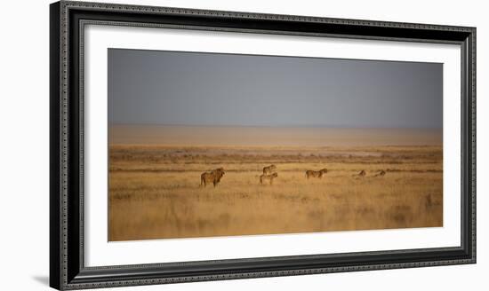 A Pride of Lions, Panthera Leo, Look Out over the Open Savanna-Alex Saberi-Framed Photographic Print