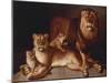 A Pride of Lions-Edward S. Curtis-Mounted Giclee Print