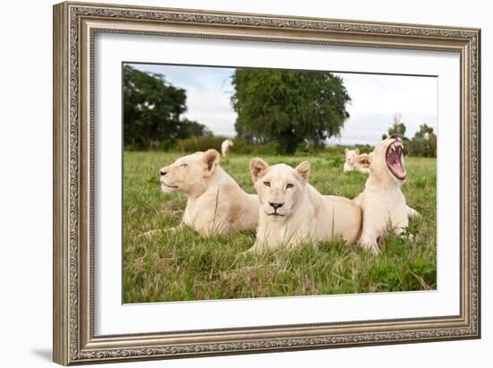 A Pride Of White Lions Sitting In The Grass With One Lioness Yawning. South Africa-Karine Aigner-Framed Photographic Print