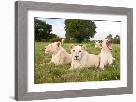 A Pride Of White Lions Sitting In The Grass With One Lioness Yawning. South Africa-Karine Aigner-Framed Photographic Print