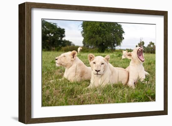 A Pride Of White Lions Sitting In The Grass With One Lioness Yawning. South Africa-Karine Aigner-Framed Photographic Print