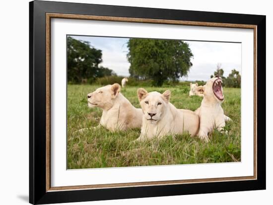 A Pride Of White Lions Sitting In The Grass With One Lioness Yawning. South Africa-Karine Aigner-Framed Photographic Print