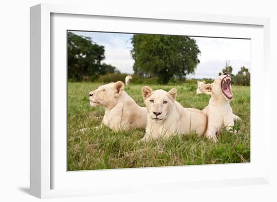 A Pride Of White Lions Sitting In The Grass With One Lioness Yawning. South Africa-Karine Aigner-Framed Photographic Print