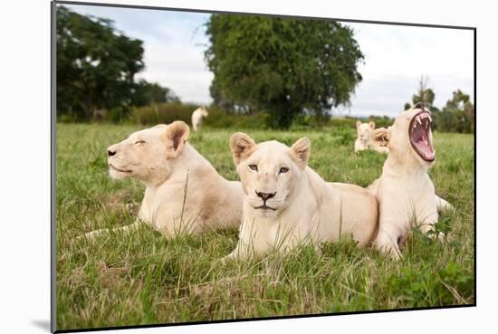 A Pride Of White Lions Sitting In The Grass With One Lioness Yawning. South Africa-Karine Aigner-Mounted Photographic Print