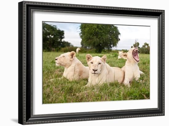 A Pride Of White Lions Sitting In The Grass With One Lioness Yawning. South Africa-Karine Aigner-Framed Photographic Print