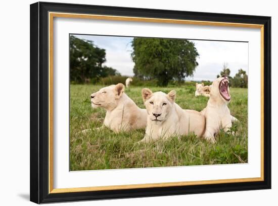 A Pride Of White Lions Sitting In The Grass With One Lioness Yawning. South Africa-Karine Aigner-Framed Photographic Print