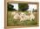 A Pride Of White Lions Sitting In The Grass With One Lioness Yawning. South Africa-Karine Aigner-Framed Premier Image Canvas