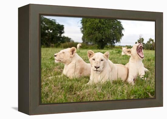 A Pride Of White Lions Sitting In The Grass With One Lioness Yawning. South Africa-Karine Aigner-Framed Premier Image Canvas