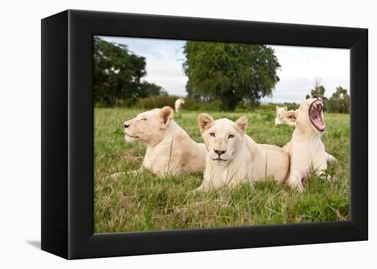 A Pride Of White Lions Sitting In The Grass With One Lioness Yawning. South Africa-Karine Aigner-Framed Premier Image Canvas