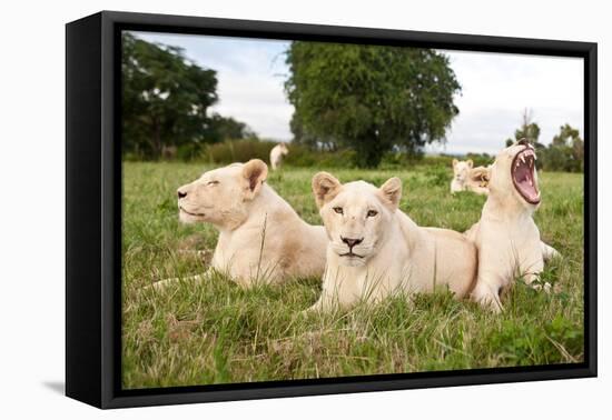 A Pride Of White Lions Sitting In The Grass With One Lioness Yawning. South Africa-Karine Aigner-Framed Premier Image Canvas