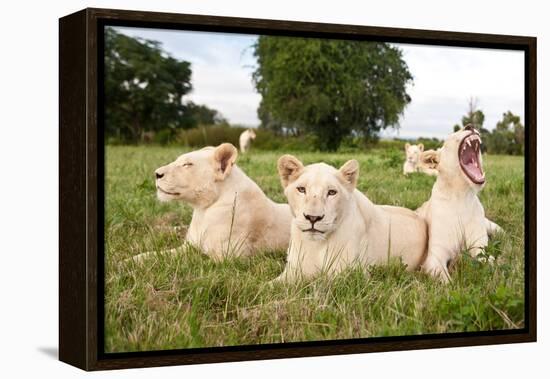 A Pride Of White Lions Sitting In The Grass With One Lioness Yawning. South Africa-Karine Aigner-Framed Premier Image Canvas