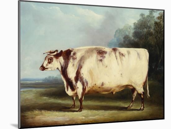 A Prize Bull-William Henry Davis-Mounted Giclee Print