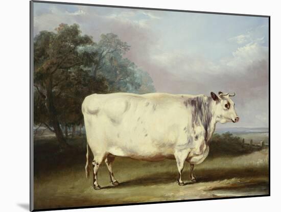 A Prize Cow-William Henry Davis-Mounted Giclee Print