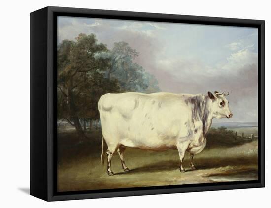 A Prize Cow-William Henry Davis-Framed Premier Image Canvas