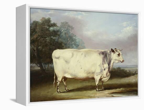 A Prize Cow-William Henry Davis-Framed Premier Image Canvas