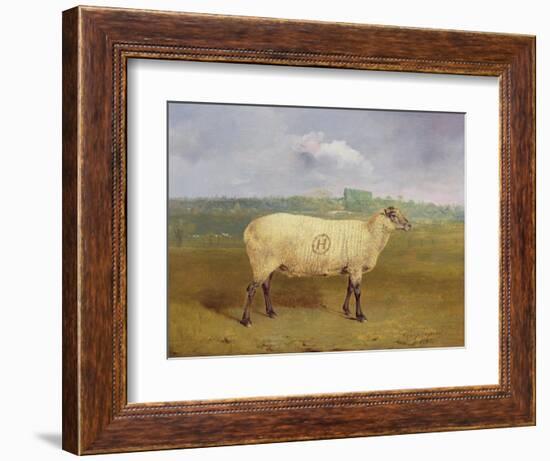 A Prize Ewe with Monogram 'H', Belonging to Mr J.A. Houblon, Hallingbury Place, Essex, 1812-Abraham Cooper-Framed Giclee Print