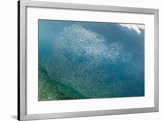 A profusion of baitfish underwater on Sebayur Island, Komodo Nat'l Park, Flores Sea, Indonesia-Michael Nolan-Framed Photographic Print