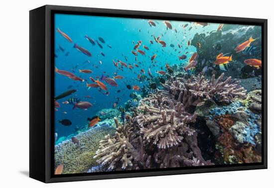 A Profusion of Coral and Reef Fish on Batu Bolong, Komodo Island National Park, Indonesia-Michael Nolan-Framed Premier Image Canvas