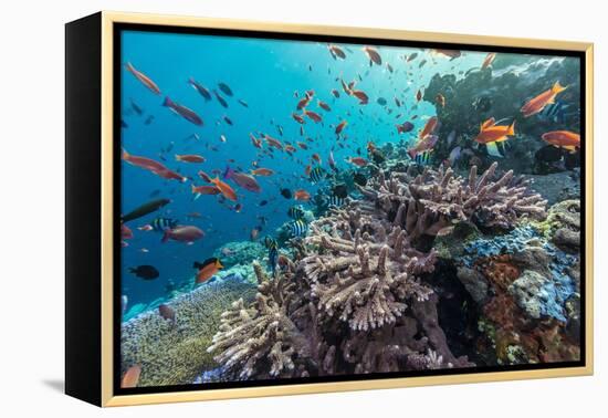 A Profusion of Coral and Reef Fish on Batu Bolong, Komodo Island National Park, Indonesia-Michael Nolan-Framed Premier Image Canvas