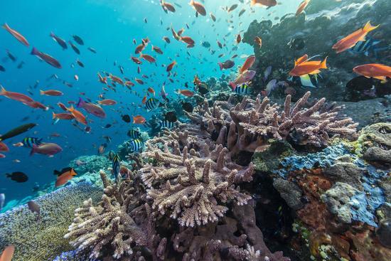 A Profusion of Coral and Reef Fish on Batu Bolong Komodo A Profusion of Coral and Reef Fish on Batu Bolong Komodo