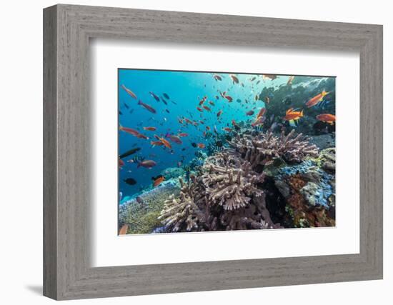 A Profusion of Coral and Reef Fish on Batu Bolong, Komodo Island National Park, Indonesia-Michael Nolan-Framed Photographic Print