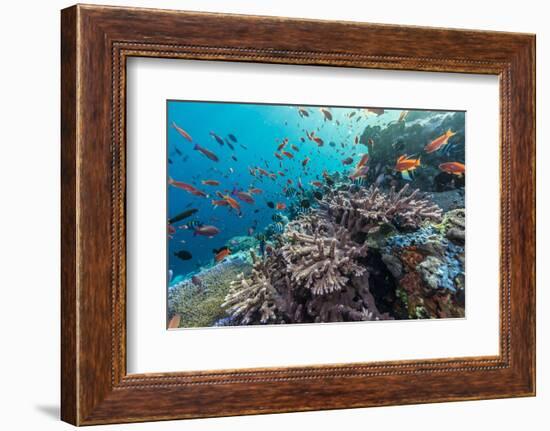 A Profusion of Coral and Reef Fish on Batu Bolong, Komodo Island National Park, Indonesia-Michael Nolan-Framed Photographic Print