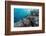 A Profusion of Coral and Reef Fish on Batu Bolong, Komodo Island National Park, Indonesia-Michael Nolan-Framed Photographic Print