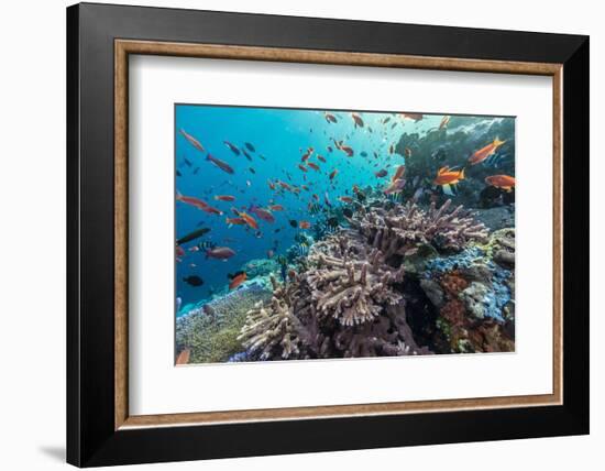 A Profusion of Coral and Reef Fish on Batu Bolong, Komodo Island National Park, Indonesia-Michael Nolan-Framed Photographic Print