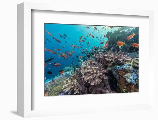 A Profusion of Coral and Reef Fish on Batu Bolong, Komodo Island National Park, Indonesia-Michael Nolan-Framed Photographic Print