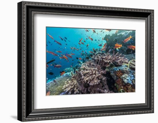 A Profusion of Coral and Reef Fish on Batu Bolong, Komodo Island National Park, Indonesia-Michael Nolan-Framed Photographic Print