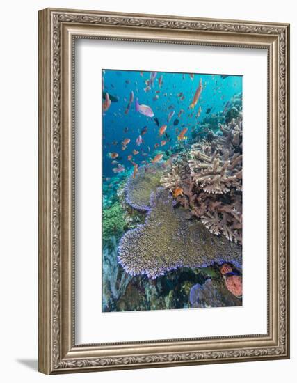 A Profusion of Coral and Reef Fish on Batu Bolong, Komodo Island National Park, Indonesia-Michael Nolan-Framed Photographic Print