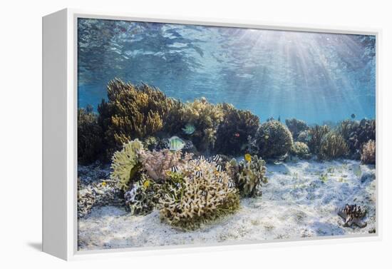 A profusion of hard and soft corals on Sebayur Island, Komodo Nat'l Park, Flores Sea, Indonesia-Michael Nolan-Framed Premier Image Canvas