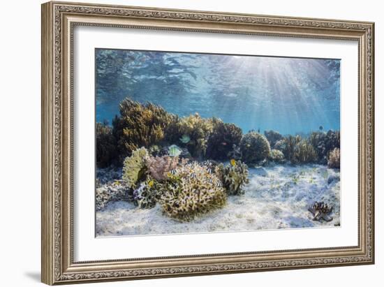 A profusion of hard and soft corals on Sebayur Island, Komodo Nat'l Park, Flores Sea, Indonesia-Michael Nolan-Framed Photographic Print