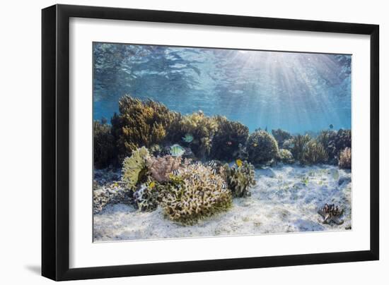 A profusion of hard and soft corals on Sebayur Island, Komodo Nat'l Park, Flores Sea, Indonesia-Michael Nolan-Framed Photographic Print