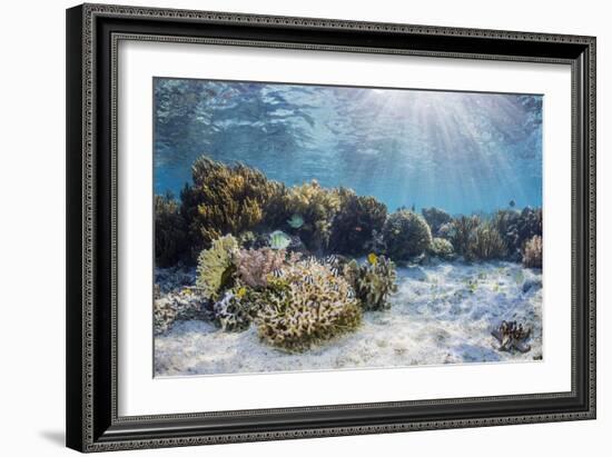 A profusion of hard and soft corals on Sebayur Island, Komodo Nat'l Park, Flores Sea, Indonesia-Michael Nolan-Framed Photographic Print