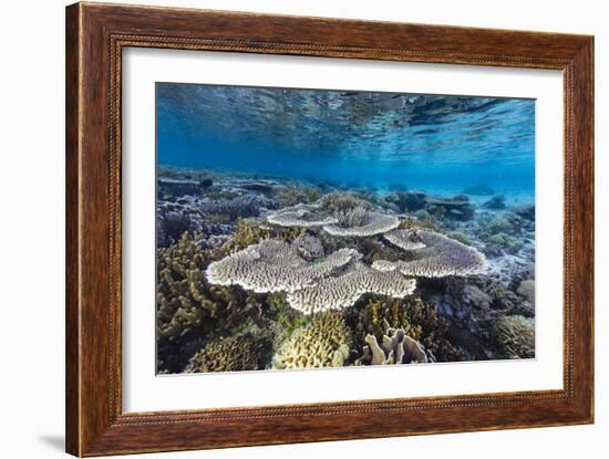 A profusion of hard and soft corals on Sebayur Island, Komodo Nat'l Park, Flores Sea, Indonesia-Michael Nolan-Framed Photographic Print