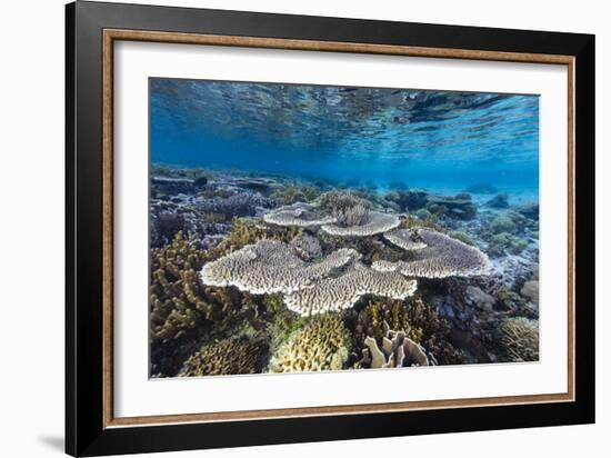 A profusion of hard and soft corals on Sebayur Island, Komodo Nat'l Park, Flores Sea, Indonesia-Michael Nolan-Framed Photographic Print