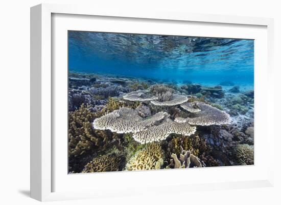 A profusion of hard and soft corals on Sebayur Island, Komodo Nat'l Park, Flores Sea, Indonesia-Michael Nolan-Framed Photographic Print