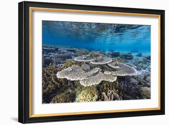 A profusion of hard and soft corals on Sebayur Island, Komodo Nat'l Park, Flores Sea, Indonesia-Michael Nolan-Framed Photographic Print