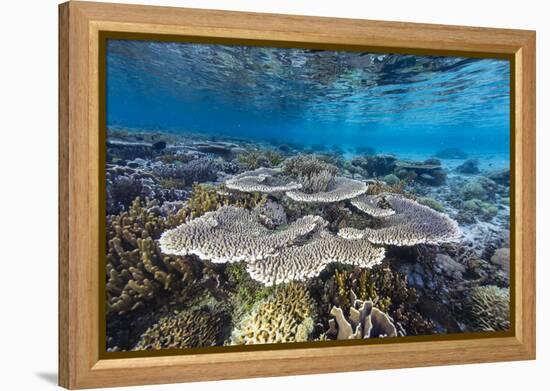 A profusion of hard and soft corals on Sebayur Island, Komodo Nat'l Park, Flores Sea, Indonesia-Michael Nolan-Framed Premier Image Canvas