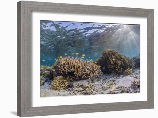 A profusion of hard and soft corals on Sebayur Island, Komodo Nat'l Park, Flores Sea, Indonesia-Michael Nolan-Framed Photographic Print