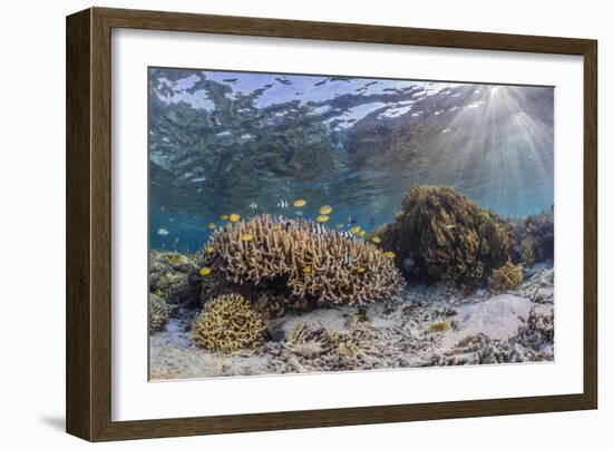 A profusion of hard and soft corals on Sebayur Island, Komodo Nat'l Park, Flores Sea, Indonesia-Michael Nolan-Framed Photographic Print