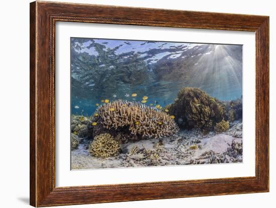 A profusion of hard and soft corals on Sebayur Island, Komodo Nat'l Park, Flores Sea, Indonesia-Michael Nolan-Framed Photographic Print