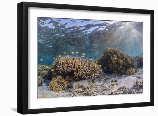 A profusion of hard and soft corals on Sebayur Island, Komodo Nat'l Park, Flores Sea, Indonesia-Michael Nolan-Framed Photographic Print