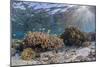A profusion of hard and soft corals on Sebayur Island, Komodo Nat'l Park, Flores Sea, Indonesia-Michael Nolan-Mounted Photographic Print