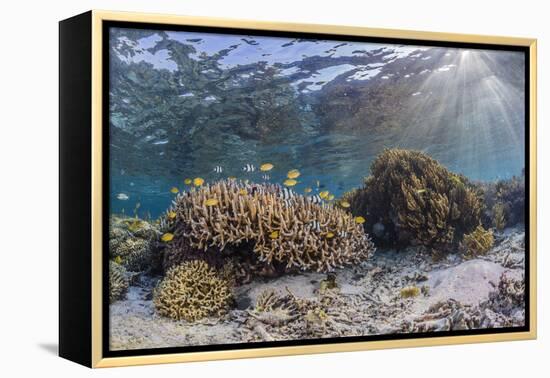 A profusion of hard and soft corals on Sebayur Island, Komodo Nat'l Park, Flores Sea, Indonesia-Michael Nolan-Framed Premier Image Canvas