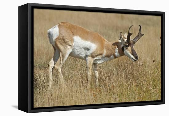 A Pronghorn Buck, Antilocapra Americana, Grazes in a Field-Richard Wright-Framed Premier Image Canvas