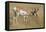 A Pronghorn Buck, Antilocapra Americana, Grazes in a Field-Richard Wright-Framed Premier Image Canvas